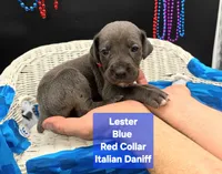 Lester, a male Great Dane and Cane Corso for sale in Saint Cloud, MN – 4 of 6
