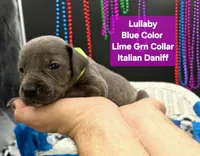 Lullaby , a female Great Dane and Cane Corso for sale in Saint Cloud, MN – 5 of 6