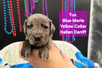 Tux Merle, a female Great Dane and Cane Corso for sale in Saint Cloud, MN – 3 of 7