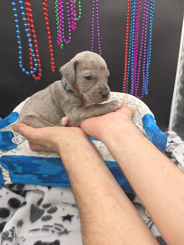 Clover Blue eye silver merle – Great Dane, Cane Corso puppy for sale in Saint Cloud, MN