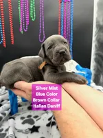 SilverMist Rare Italian Daniff , a female Great Dane and Cane Corso for sale in Saint Cloud, MN – 2 of 6