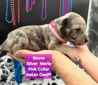 Storm Blue eyes! Silver Merle , a female Great Dane and Cane Corso for sale in Saint Cloud, MN – 4 of 8