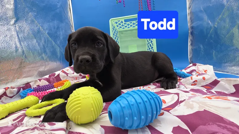 Todd – Cane Corso puppy for sale in Saint Cloud, MN