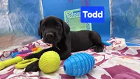 Todd, a male Cane Corso for sale in Saint Cloud, MN – 1 of 7