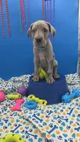 Ghost (blue eyes!) Silver Merle , a female Great Dane for sale in Saint Cloud, MN – 6 of 8