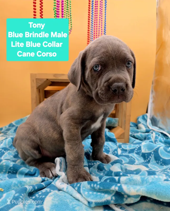 Tony – Cane Corso puppy for sale in Saint Cloud, MN