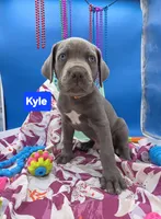 Kyle Blue Cane Corso *CROPPED EARS*  World Champion Bloodline , a male Cane Corso for sale in Saint Cloud, MN – 2 of 8