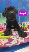 Clarissa , a female Cane Corso for sale in Saint Cloud, MN – 5 of 8