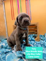 Tony, a male Cane Corso for sale in Saint Cloud, MN – 3 of 9