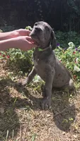 Merle male green eyes, a male Great Dane for sale in Saint Cloud, MN – 2 of 3
