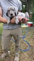 Silver merle with blue eyes Great dane female , a female Great Dane for sale in Saint Cloud, MN – 2 of 3