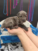 Tux Merle, a female Great Dane and Cane Corso for sale in Saint Cloud, MN – 6 of 7