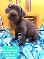 Carl Blue Brindle Cane Corso, a male Cane Corso for sale in Saint Cloud, MN – 3 of 4