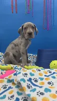 Ghost (blue eyes!) Silver Merle , a female Great Dane for sale in Saint Cloud, MN – 4 of 8