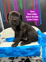 Sara world champion cane corso , a female Cane Corso for sale in Saint Cloud, MN – 9 of 9
