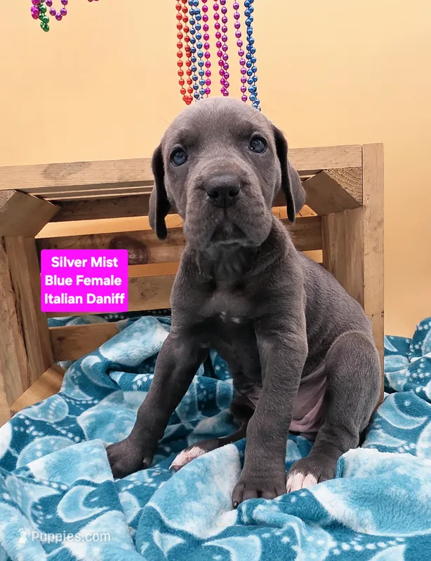 SilverMist Rare Italian Daniff  – Great Dane, Cane Corso puppy for sale in Saint Cloud, MN