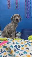 Ghost (blue eyes!) Silver Merle , a female Great Dane for sale in Saint Cloud, MN – 3 of 8