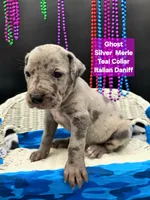 Ghost (blue eyes!) Silver Merle , a female Great Dane and Cane Corso for sale in Saint Cloud, MN – 4 of 6