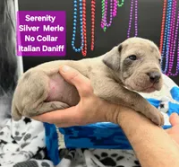 Serenity Blue eyes! Silver Merle, a female Great Dane and Cane Corso for sale in Saint Cloud, MN – 3 of 10