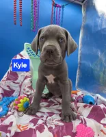 Kyle Blue Cane Corso *CROPPED EARS*  World Champion Bloodline , a male Cane Corso for sale in Saint Cloud, MN – 3 of 8