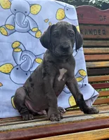 Smoke PRICE REDUCED THROUGH WEEKEND, a male Great Dane and Cane Corso for sale in Saint Cloud, MN – 5 of 7