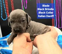 Blade, a male Great Dane and Cane Corso for sale in Saint Cloud, MN – 2 of 3