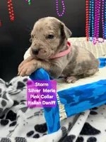 Storm Blue eyes! Silver Merle , a female Great Dane and Cane Corso for sale in Saint Cloud, MN – 5 of 8