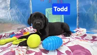 Todd, a male Cane Corso for sale in Saint Cloud, MN – 5 of 7
