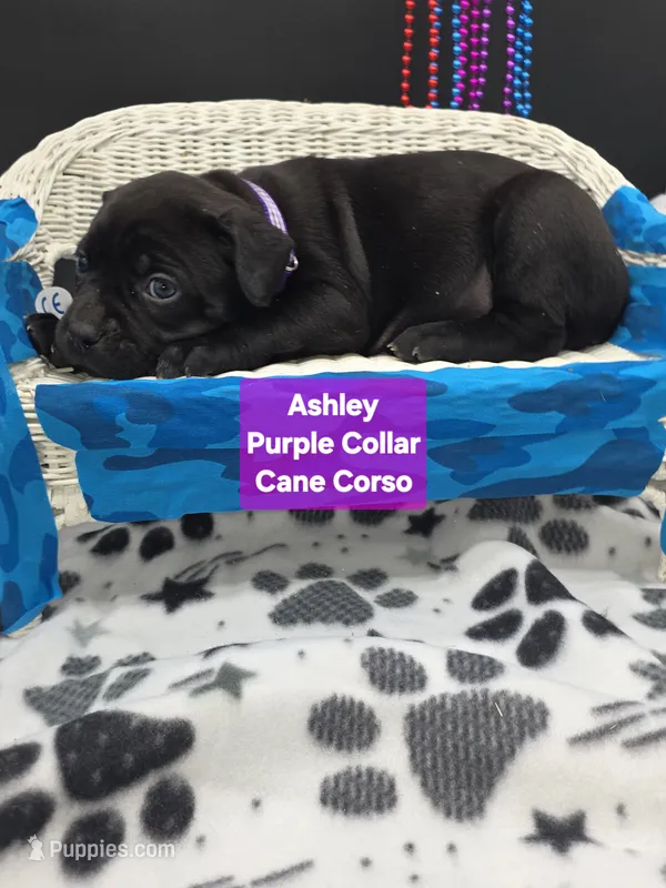 Ashley – Cane Corso puppy for sale in Saint Cloud, MN
