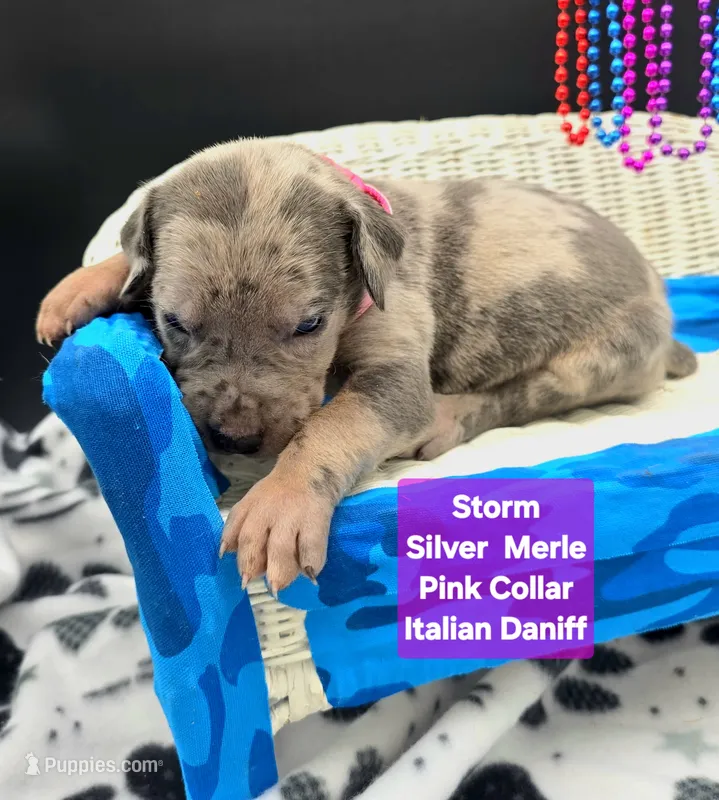 Storm Blue eyes! Silver Merle  – Great Dane, Cane Corso puppy for sale in Saint Cloud, MN