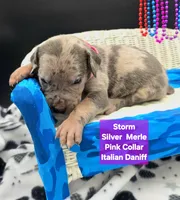 Storm Blue eyes! Silver Merle , a female Great Dane and Cane Corso for sale in Saint Cloud, MN – 1 of 8