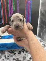 Serenity Blue eyes! Silver Merle, a female Great Dane and Cane Corso for sale in Saint Cloud, MN – 6 of 10