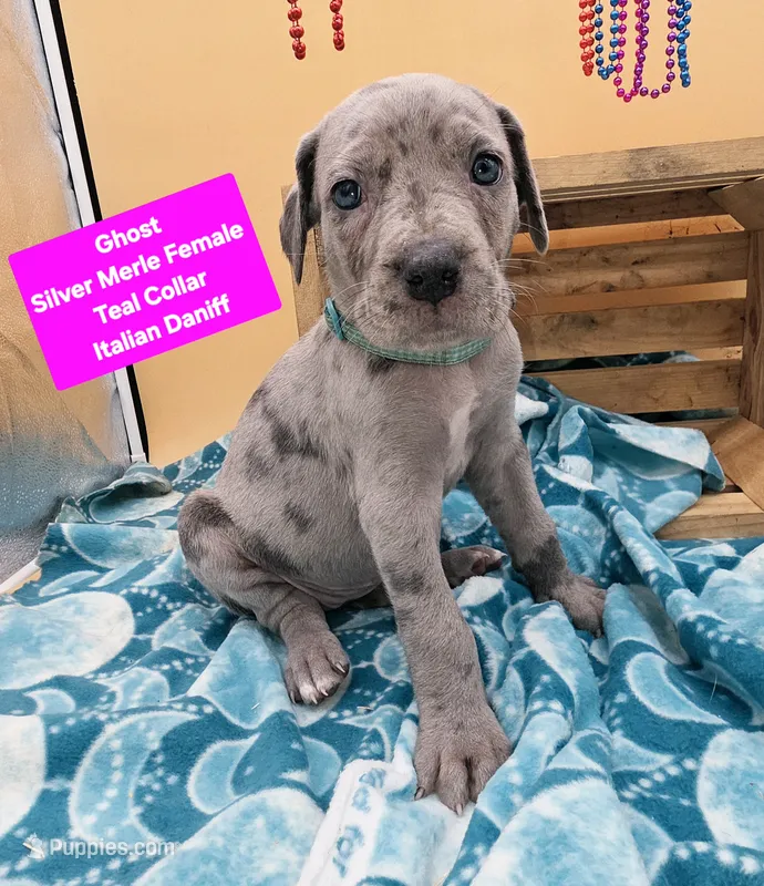 Ghost (blue eyes!) Silver Merle  – Great Dane, Cane Corso puppy for sale in Saint Cloud, MN
