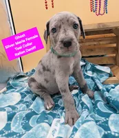 Ghost (blue eyes!) Silver Merle , a female Great Dane for sale in Saint Cloud, MN – 7 of 8