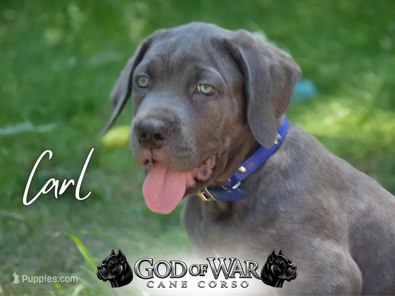 Carl Blue Brindle Cane Corso – Cane Corso puppy for sale in Saint Cloud, MN