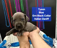 Tyson , a male Great Dane and Cane Corso for sale in Saint Cloud, MN – 3 of 7