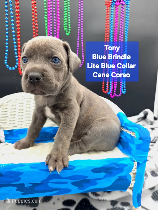 Tony – Cane Corso puppy for sale in Saint Cloud, MN