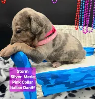 Storm Blue eyes! Silver Merle , a female Great Dane and Cane Corso for sale in Saint Cloud, MN – 3 of 8