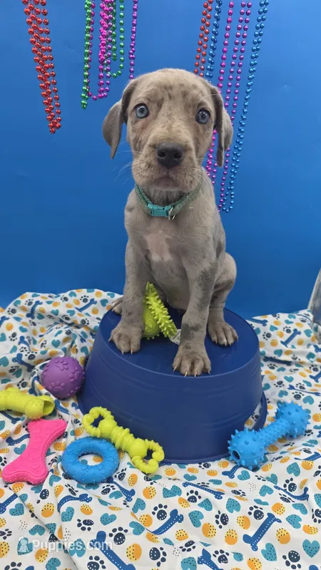 Ghost (blue eyes!) Silver Merle  – Great Dane, Cane Corso puppy for sale in Saint Cloud, MN