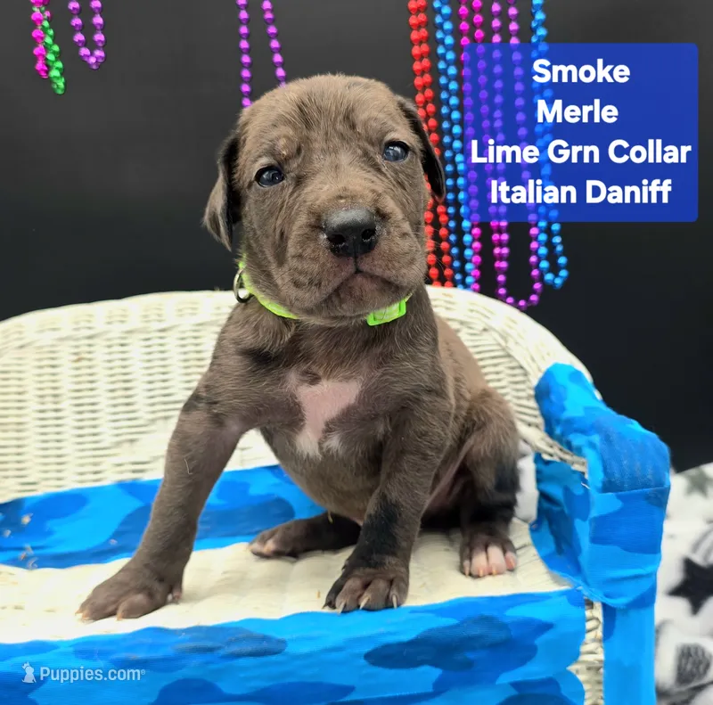 Smoke may keep green eyes Merle – Great Dane, Cane Corso puppy for sale in Saint Cloud, MN