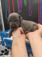 Blade, a male Great Dane and Cane Corso for sale in Saint Cloud, MN – 3 of 3