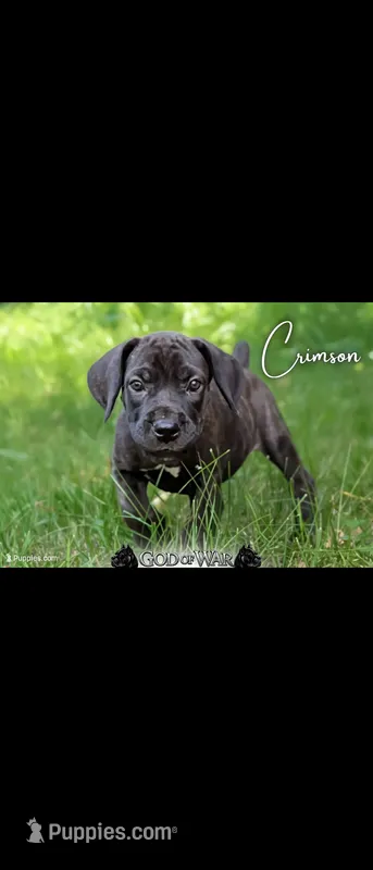 Crimson Italian Daniff Mastiff  – Great Dane, Cane Corso puppy for sale in Saint Cloud, MN