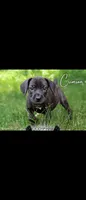 Crimson Italian Daniff Mastiff , a female Great Dane and Cane Corso for sale in Saint Cloud, MN – 1 of 1