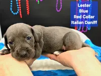 Lester, a male Great Dane and Cane Corso for sale in Saint Cloud, MN – 3 of 6