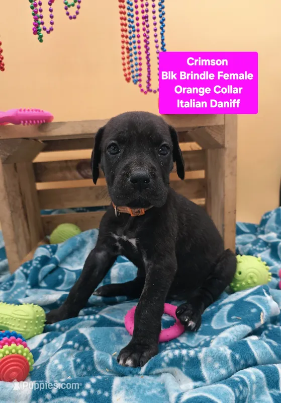 Crimson – Great Dane, Cane Corso puppy for sale in Saint Cloud, MN