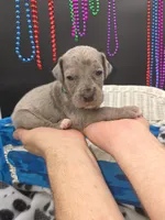 Clover Blue eye silver merle, a female Great Dane and Cane Corso for sale in Saint Cloud, MN – 2 of 5