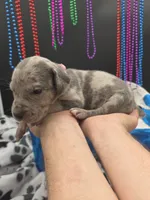 Storm Blue eyes! Silver Merle , a female Great Dane and Cane Corso for sale in Saint Cloud, MN – 8 of 8