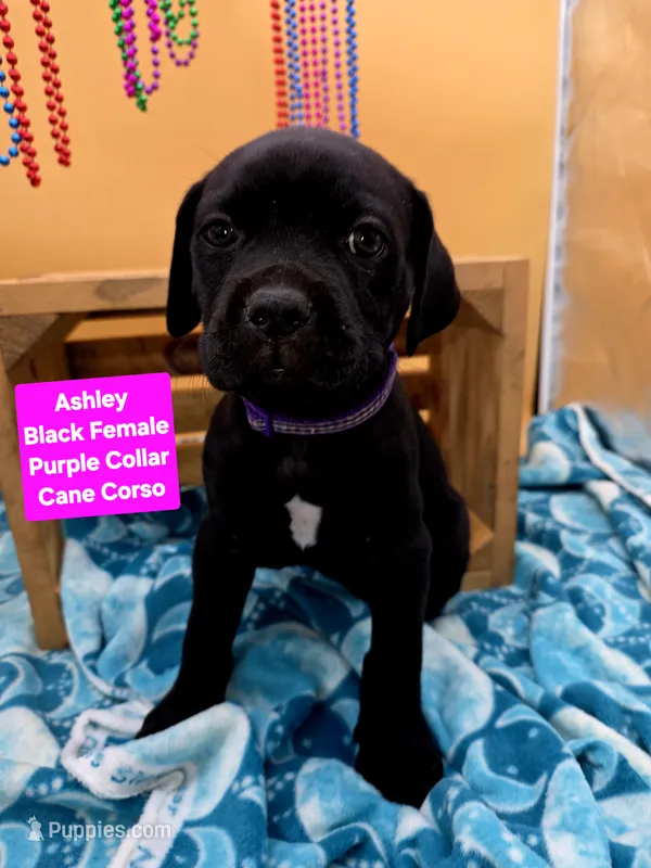 Ashley – Cane Corso puppy for sale in Saint Cloud, MN