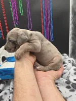Serenity Blue eyes! Silver Merle, a female Great Dane and Cane Corso for sale in Saint Cloud, MN – 8 of 10