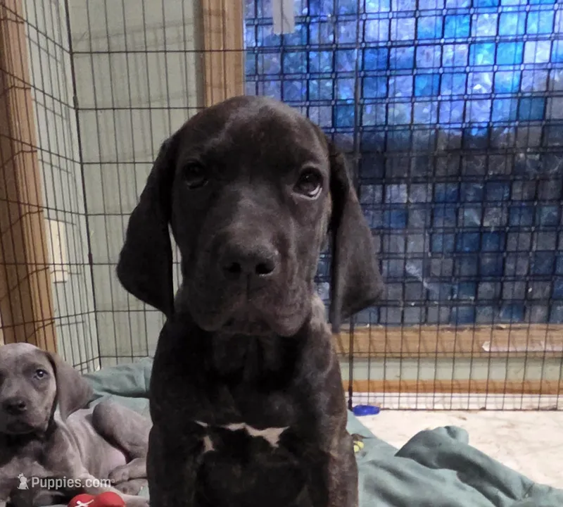 Crimson Italian Daniff Mastiff  – Great Dane, Cane Corso puppy for sale in Saint Cloud, MN